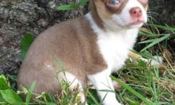 PENDING***HERSHEY***Reduced from $850!!
Gorgeous chocolate male chihuahua with white and tan markings. Born May 19, 2010. Outgoing, very friendly and well socialized with kids and other dogs. Home-raised with lots of love. Pet price, AKC limited