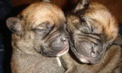 3 Female and 3 Male - Perfectly Beautiful Puggle Puppies for Sale - Ready to go the beginning of February - Come with 1st set of shots, dewormed, dewclaws removed and have a health gaurantee. Delivery possible - Great Valentines Gift! Please call -