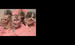 GRAND CHAMPION line babies. 2 boys available will hold for xmas with deposit. we take mc/visa for your convenience- blue tabby and brown tabby show babies-could easily grand in cfa or just love you on your couch or be your bed pillow...purring happy fat