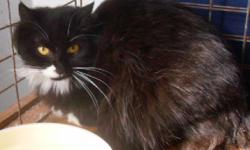 We have a beautiful black & white doll face TICA Persian female available for $100.00 as a pet. Breeding rights are available to the right person. She is a little shy so she needs some TLC. Contact us for more information. www.purrplelace.com