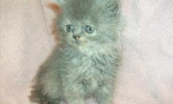 CFA registered Persian blue cream kitten born March 26, 2011. She is ready for her new home and comes with a health certificate and first shots. She is available for $450.00. This kitten carries chocolate/lilac. All my kittens are raised in my home and