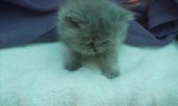 CFA registered Persian female kittens born March 26, 2011. They will be ready for their new home in late May or early June. They will come with a health certificate and first shots and are available for $450.00. These kittens carry chocolate/lilac. There