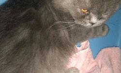 We have a beautiful blue doll face TICA Persian female born April, 2008. She is a real lover and full of fun. She is available for $150.00. Contact me for more information. www.purrplelace.com