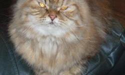 I am offering a beautiful CFA brown tabby Persian female. She is just over a year old and is current on her shots. She is available for $300.00 as a pet or $600.00 with breeding rights. If she is purchased as a pet she must be spayed before I release her