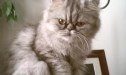 Beautiful persian cat to a good home. Kitty is around 1 year old. Grey and white hair. She is very friendly and entertaining to watch. She warms up to strangers really quickly too. We call her Kitty but she doesn't respond to it, so you can name her