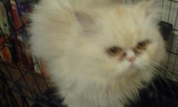 We are offering a beautiful cream & white champion sired Persian CFA male. He was born 2/07/09. He is very sweet and does not spray. We are sacrificing him for $300.00 as a pet or $550.00 with breeding rights. You will not find a better price with