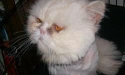 We are offering a beautiful cream & white champion sired Persian CFA male. He was born 2/07/09. He is very sweet and does not spray. We are sacrificing him for $300.00 as a pet or $550.00 with breeding rights. You will not find a better price with