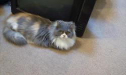 We have a CFA dilute calico Persian female available. She is current on all her shots and available for $50.00 as a pet.