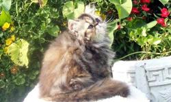 **Updated 8/13/11**
Art In Motion Persians has a lovely little girl ready to go to her new home!
"ArtInMotion? Eye Candy" is prim and proper little princess, with the cutest pouty expression. She is fully weaned onto kibble, litter box trained, had her