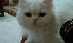 Persian Himalayan
d.o.b- June 5, 2010- 1 year 1 month
all white
adorable, friendly, too cute
must give away because I am moving, Just want to find a happy, loving, and friendly home.
**Please call to know the SPECIAL PRICE OFFER**
