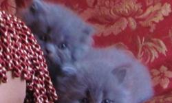 New Beautiful Himalayan Kittens.
Blue or sometimes referred as gray.
Blue Cream Female, very cute. 350.00
Blue Males. 300.00
No Cage Breeding.
Healthy and well loved kittys.
http://www.wix.com/kitkat1959/himmy
adorakitty@gmail.com
Stud Blue Point male for