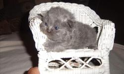 just born, 3 weeks old. have 3 females left 1 black and 2 grays. 1 male red. be ready 8/25. 50.00 deposit will hold till ready for new home. 561-688 3930. pictures on request.