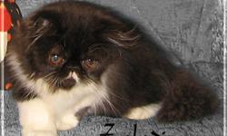 Black and white Persian male. A delightful boy, sweet tempered and playful. Would be wonderful with children.
All shots including rabies. Micro-chipped. A State Health Certificate and Blue Slip for registration with CFA will be included.
Parents are PKD