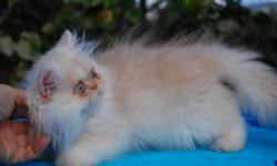 adorable brown patched tabby male baby Persian kitty
$500
Parents are CFA
see photo of dam and sister (sold)
beautiful adoring affectionate pets.
trained to litterbox
we have cocker spaniels as pets also
my grandchildren play with the kittens