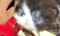 CFA Persian male&nbsp;Kittens
Ready for deposits
Flat faces
When ready will Have shots and Health Cert
Call Trish -
