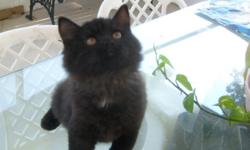 Persian Kitten female&nbsp;$ 130.00
Lovable and beautiful Persian kitten smoky black
No papers won?t last for $ 130.00
QUICK SALE
First come first served Call 806-379-6222
SERIOUS INQUIERS ONLY
&nbsp;
Persian Kitten $ 130.00
Bellos Y Adorables Gaticos