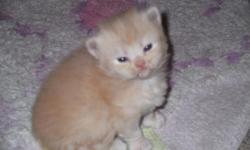I have 5 persian kittens, four female (beige and brown) and one male. will be ready around christmas time. Born on Nov. 09, 2010. cute and playful very frindely.