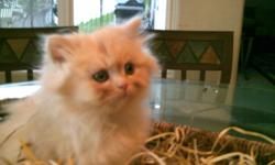 3 Persian kittens are 7 weeks old. One female and two male, beige color. Playful and friendley