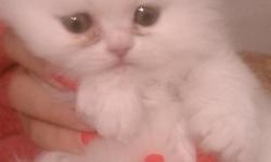 I have 2 beautiful white female persians left they are ,hand raised with kids and other pets,and lots of love .They will be vet checked and have first shots .call if interested thanks Debbie 508-320-8985