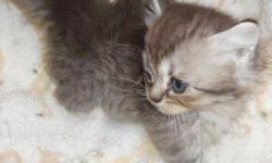 TICA registered Persian kittens born April 14, 2011. The kittens will come with their first shots, worming and health certificate and are tested for Feline Leukemia and AIDS. There is a black tortie female and a smoke or shaded silver male. They can go to