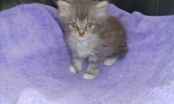 TICA registered Persian kittens born April 14, 2011. The kittens will come with their first shots, worming and health certificate and are tested for Feline Leukemia and AIDS. There is a brown tabby female and a blue silver male. They can go to their new
