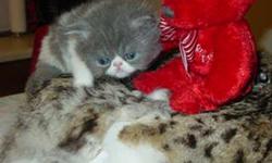 Persian Kittens -- Born 3/21 -- Bi-Color (Blue & White) $600.00. BLUE $500.00 Both Young Ladies with Very Flat Faces. Call (936-200-0177 to schedule a visit. Deposits are being accepted.