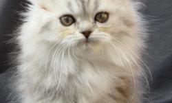 SilverDonia Home of the Cutest Spoiled and Most Loved Persian kittens and cats!
We are a PKD DNA tested Negative CFA Registered in home hobby cattery.
We raise socialized well-adjusted Persian kittens with outstanding personalities. Our Persian kittens