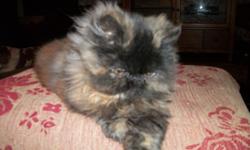 Beautiful Persian Kitten. Born 9/2/10. Tortieshell female. Litter trained & shots.