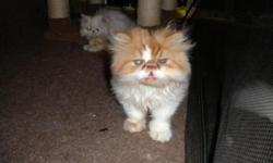 I have 4 Persian kittens for sale.&nbsp; 3 Females, and 1 Male.&nbsp; Asking 300.00 each&nbsp;
Female (Torte)
Female (Himalayn)
Female (Off White Cream)
Male (Red and White)