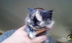 Pure bred persian kittens, 13 weeks old!&nbsp;there are&nbsp;2 left! One is a black calico and the is shaded silver. I am asking 250.00 for each. They are both females and they have great personalities. Call or text (706) 580 7996 or (706) 577 9364. Will