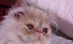 PERSIAN KITTEN Gorgeous, $450 without papers or $1100.00 with CFA REG. Call 561-795-7000. Champion lines, flat faces, heavy boned, square jaws, showable, all shots, vet cert. 1 Shell Cameo male left! Raised underfoot with small children and large dogs.