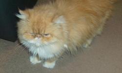 I have decided to downsize a little and am offering a beautiful CFA red & white Persian female. She has had one litter and is a wonderful mother. Her date of birth is 9/12/09 and she is current on her shots. She is available for $150.00 as a pet or
