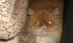 I have decided to downsize a little and am offering a beautiful CFA red & white Persian female. She has had one litter and is a wonderful mother. Her date of birth is 9/12/09 and she is current on her shots. She is available for $200.00 as a pet or