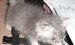 TICA registered shaded silver Persian kitten born May 28, 2011. She will come with her first shots, worming and health certificate and will be tested for Feline Leukemia and AIDS. She can go to her new homes when she is 8 weeks old. I am asking $500.00