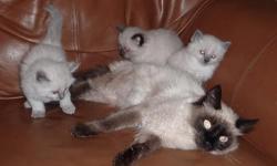 we have different breed kittens ,potty trained ,very cute ..call 907-895-4649 or 803-1002
