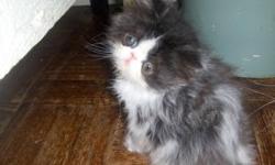 NO emails FREE We have a realy sweet little kitten (Hoot) a black and white girl, 8 weeks old. She is FREE if you buy one of the other kittens ( #1,2,or4) we want her to go with one of the other kittens not by herself if possible. All our kittens are