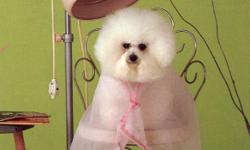 Pet Palace offers excellent Grooming & Spa Services for your pets!
We treat your pets with the royalty they deserve.
Walk ins welcome as well!
Schedule aan appointment to hold your spot.
Relaxing enviornment to ease your dog.
Soft music and massage