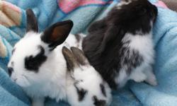 PET RABBITS FOR SALE TO GOOD HOMES. WE ARE HALF MINI LOPS AND MINI REX. WE ARE VERY SWEET AND LOVING AND HAVE BEEN HANDLED FROM THE MOMENT WE WERE BORN EVERY SINGLE DAY. WE ARE 6WKS OLD THIS WEEK. These guys are 9 weeks old now and are ready to have a new