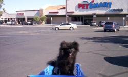 I am an experienced Pet sitter and /or House sitter that is available to stay overnight with your Pet(s) or in my house. I am willing to travel anywhere in Tucson at a rate of $35.00 overnight care of one Pet. Additional Pets would be $15,00 per night or