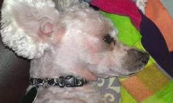 I have a seven year old pure bred akc registered bichon frise petite male for stud services. Has been successful is all of his services, 5+ litters. Very gentle and trained. Does well with cats and kids. Also loves other dogs. I have three bichons so a