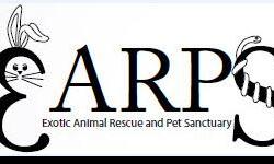 Guinea pigs, rats, ferrets, and more are available for adoption through EARPS (Exotic Animal Rescue and Pet Sanctuary). Visit out website at www.earps.org for an adoption application.