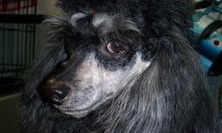 New home must be approved with references.&nbsp; Needs to be spayed&nbsp;(adoption fee) &nbsp;and to be the only dog in household.&nbsp; Poodle needs to be with older people.&nbsp; You must have references.&nbsp; Call Renee -- for more