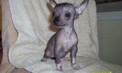 very, very small, only 22 oz. at 10 weeks-ckc registered cc hairless female puppy-comes with ckc reg. papers, toy, food, all health records(deworming & utd shots)-$500.00 cash only-also have sister who is a little bigger for $400.00-located on northshore