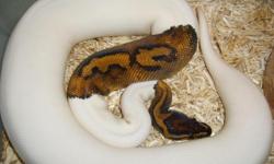 I have related and unrelated pairs of Piebald and albino pythons for sale.My
balls are the original strain albinos, also referred to as t- or tyrosinase
negative. These are the bright yellow albinos with white markings.Email me if
you are interested in