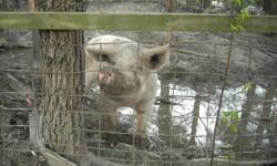 500 plus pounds female pig willing to trade for baby pigs