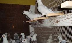 ARMENIAN & IRANIAN PIGEONS FOR SALE STARTING @$5.00 AVAILABLE IN ALL COLORS GOOD BLOOD LINE PLEASE CONTACT ME @ 323-806-7858