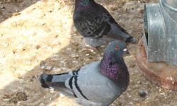 I have a few young pigeons for sale..
Birmingham Rollers - $5.00 per bird.
Giant Homers - $6.00 per bird.
If interested please email me or call (337) 363-4032. If no answer please leave a message.
