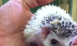 We raise quality bred Pgymy African Hedgehogs we only have a few we do Not breed massive amounts. our females have breaks before breeding again and are very friendly and tame babies are of various colors and all have been held a lot so taming them for you