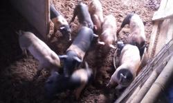 18 york/hamp&nbsp;pigs ready to go 8 seven week old pigs and the rest are 5 weeks