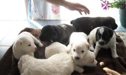 I had a litter of 7 pin poos.........I only have 4 left ....They are going to be 9 weeks on thursday the 22nd of Sept....There father is a toy party poodle..Black and Silver and there mom is a min pin...There is a variety of color in this litter. You can